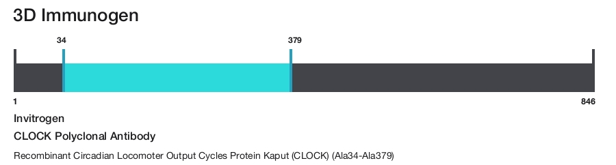 CLOCK Polyclonal Antibody