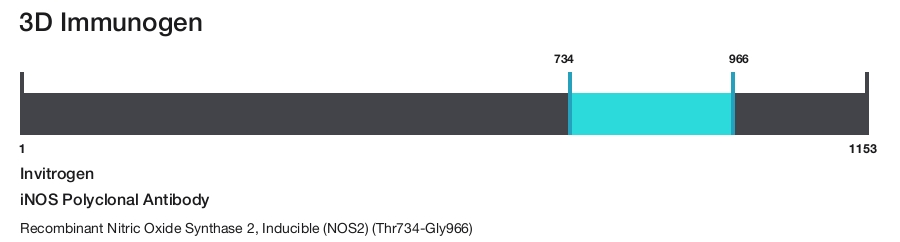 iNOS Polyclonal Antibody