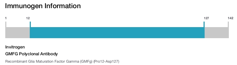 GMFG Polyclonal Antibody