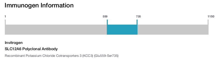SLC12A6 Polyclonal Antibody