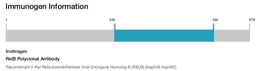 RelB Polyclonal Antibody