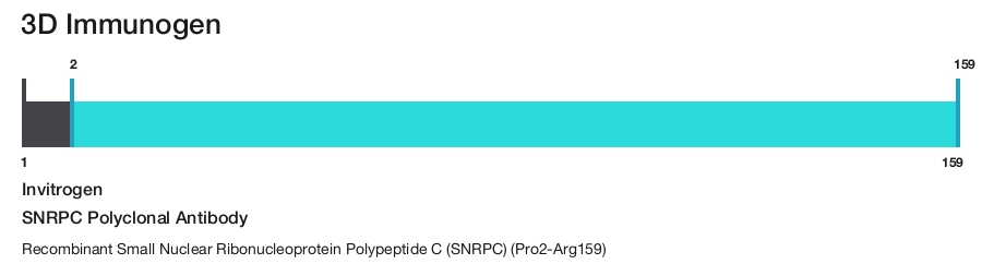 SNRPC Polyclonal Antibody