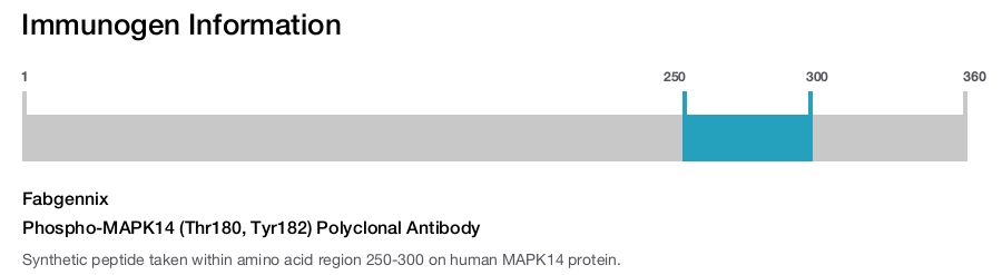 Phospho-MAPK14 (Thr180, Tyr182) Polyclonal Antibody