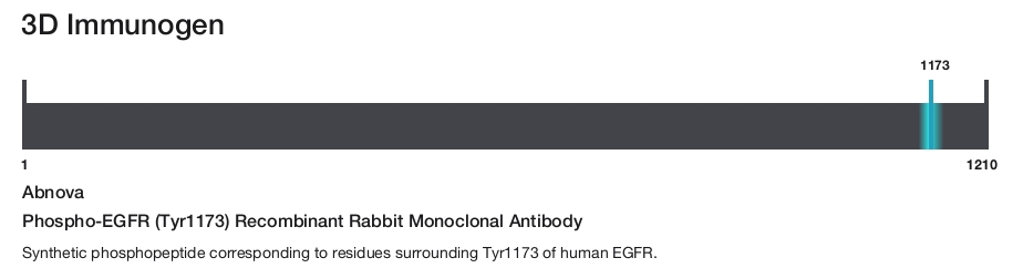Phospho-EGFR (Tyr1173) Recombinant Rabbit Monoclonal Antibody
