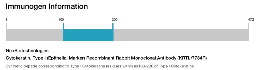 Cytokeratin, Type I (Epithelial Marker) Recombinant Rabbit Monoclonal Antibody (KRTL/7784R)