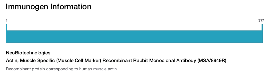 Actin, Muscle Specific (Muscle Cell Marker) Recombinant Rabbit Monoclonal Antibody (MSA/8949R)