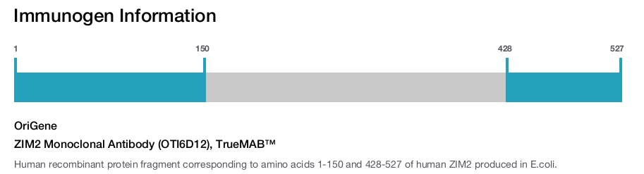 ZIM2 Monoclonal Antibody (OTI6D12), TrueMAB™
