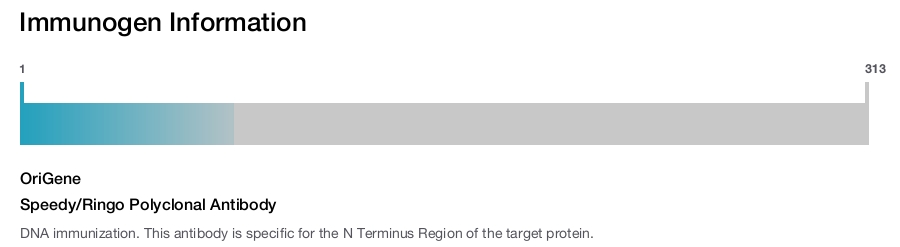 Speedy/Ringo Polyclonal Antibody