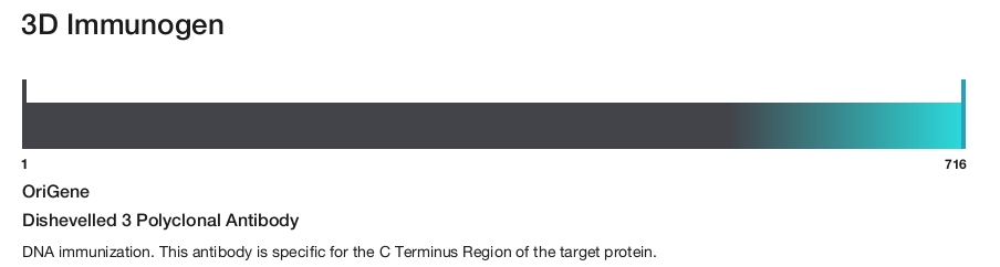 Dishevelled 3 Polyclonal Antibody