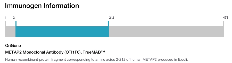 Immunogen Image METAP2 Monoclonal Antibody (OTI1F6), TrueMAB™