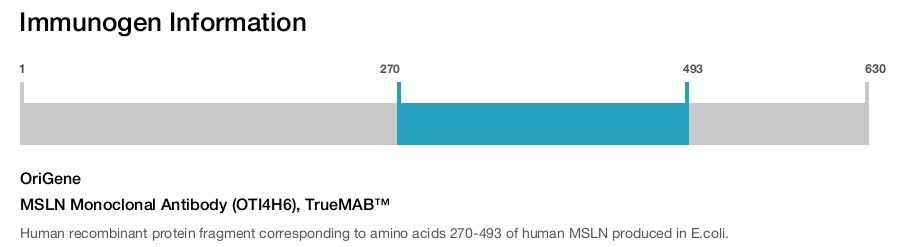 MSLN Monoclonal Antibody (OTI4H6), TrueMAB™