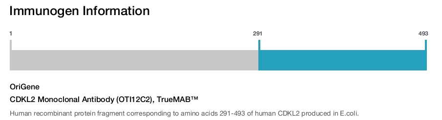 CDKL2 Monoclonal Antibody (OTI12C2), TrueMAB™