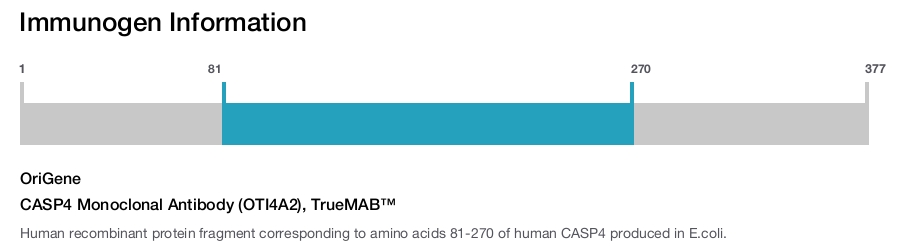 CASP4 Monoclonal Antibody (OTI4A2), TrueMAB™