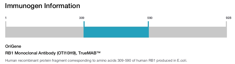 RB1 Monoclonal Antibody (OTI10H9), TrueMAB™