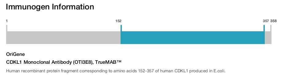 CDKL1 Monoclonal Antibody (OTI3E8), TrueMAB™