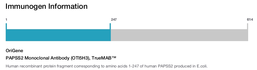PAPSS2 Monoclonal Antibody (OTI5H3), TrueMAB™
