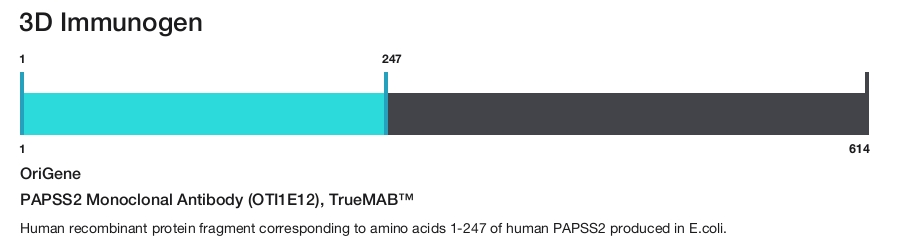 PAPSS2 Monoclonal Antibody (OTI1E12), TrueMAB&trade;