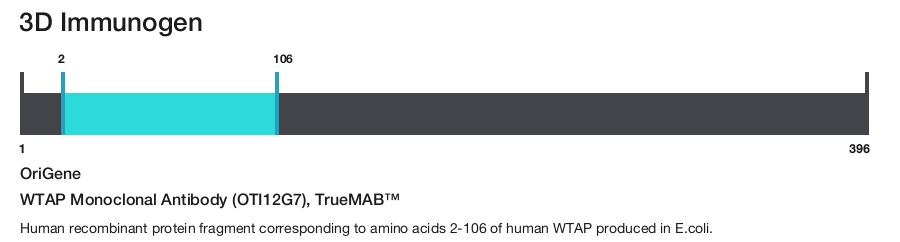 WTAP Monoclonal Antibody (OTI12G7), TrueMAB&trade;