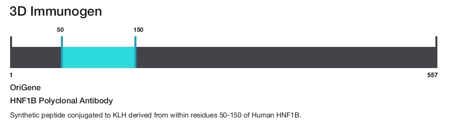 HNF1B Polyclonal Antibody