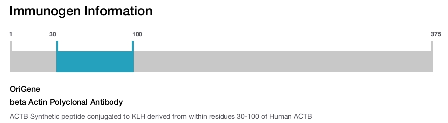 beta Actin Polyclonal Antibody