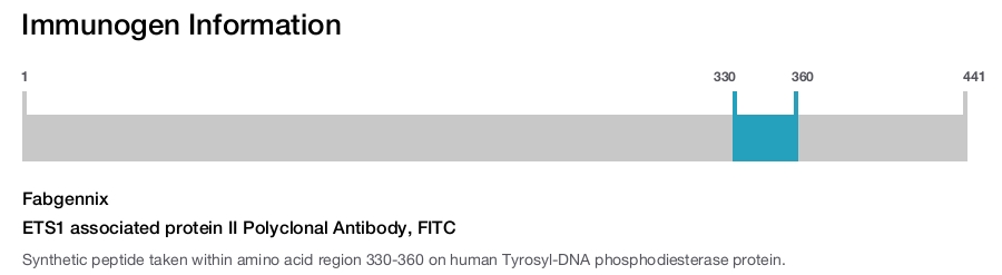 ETS1 associated protein II Polyclonal Antibody, FITC