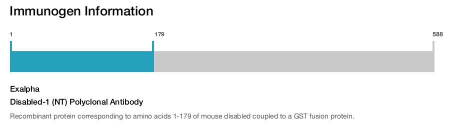 Disabled-1 (NT) Polyclonal Antibody