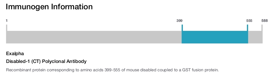 Disabled-1 (CT) Polyclonal Antibody
