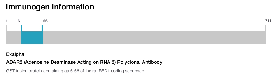 ADAR2 (Adenosine Deaminase Acting on RNA 2) Polyclonal Antibody