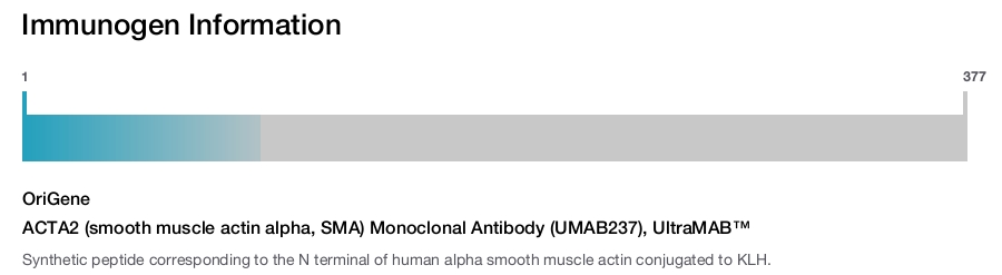 ACTA2 (smooth muscle actin alpha, SMA) Monoclonal Antibody (UMAB237), UltraMAB™