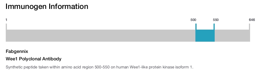 Wee1 Polyclonal Antibody