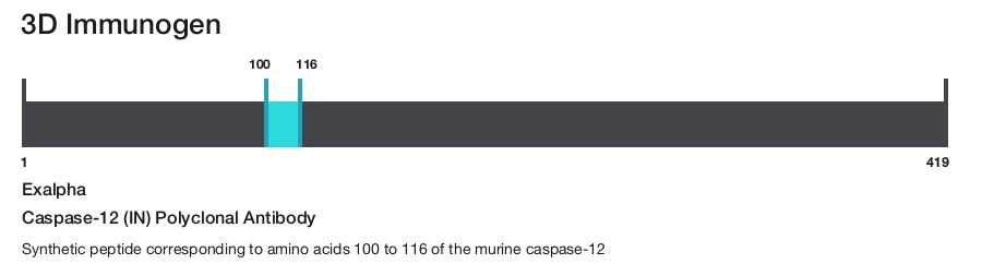 Caspase-12 (IN) Polyclonal Antibody