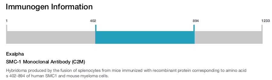 SMC-1 Monoclonal Antibody (C2M)
