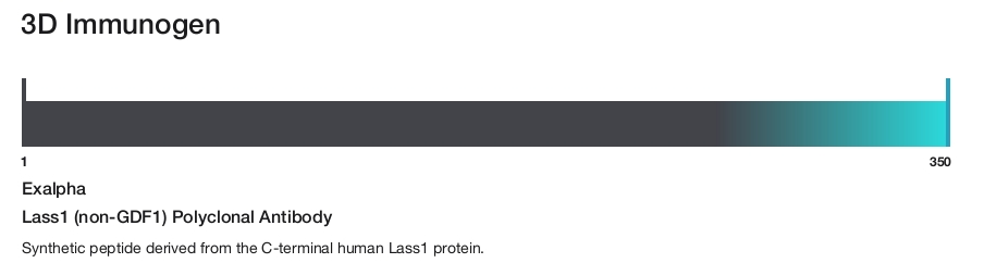 Lass1 (non-GDF1) Polyclonal Antibody