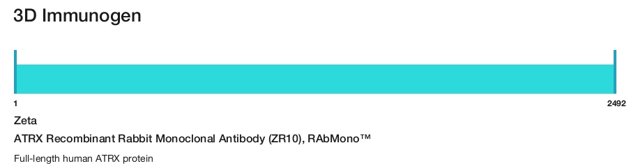 ATRX Recombinant Rabbit Monoclonal Antibody (ZR10), RAbMono&trade;