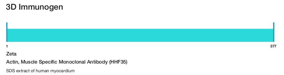 Actin, Muscle Specific Monoclonal Antibody (HHF35)
