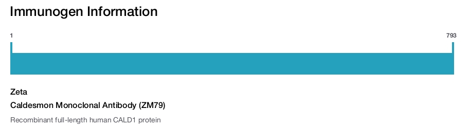 Caldesmon Monoclonal Antibody (ZM79)