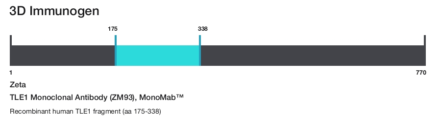 TLE1 Monoclonal Antibody (ZM93), MonoMab&trade;