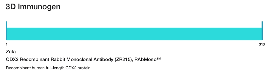 CDX2 Recombinant Rabbit Monoclonal Antibody (ZR215), RAbMono&trade;