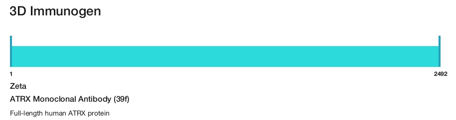 ATRX Monoclonal Antibody (39f)