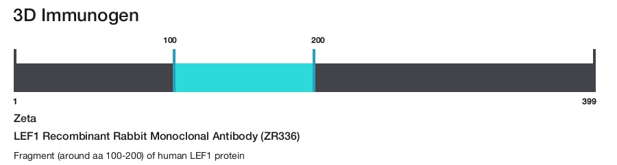 LEF1 Recombinant Rabbit Monoclonal Antibody (ZR336)