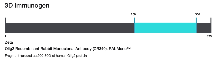 Olig2 Recombinant Rabbit Monoclonal Antibody (ZR340), RAbMono&trade;