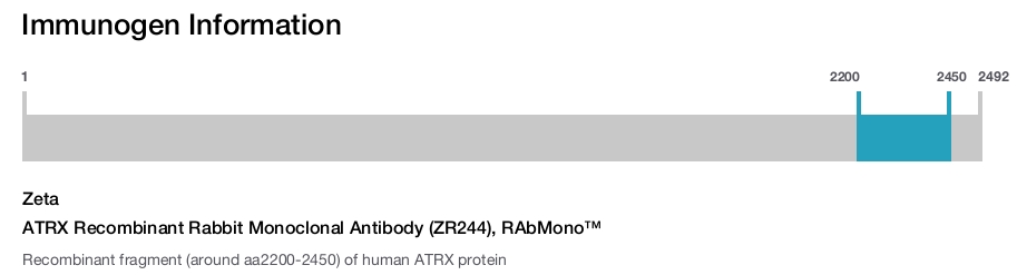 ATRX Recombinant Rabbit Monoclonal Antibody (ZR244), RAbMono™