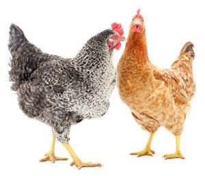 Campylobactor jejuni in chicken feces 2 Campylobactor jejuni in chicken feces 2