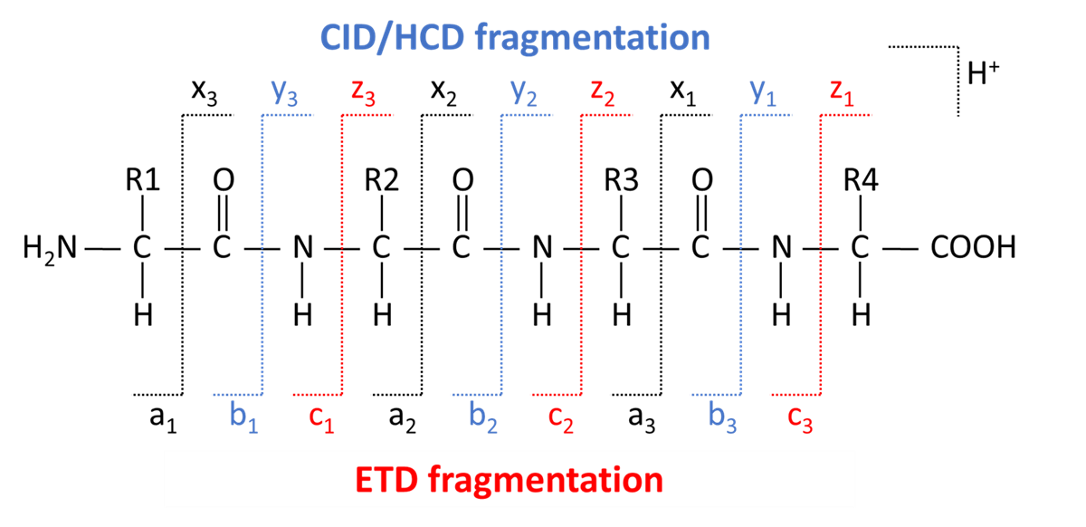 Figure 3: Location of peptide/protein backbone cleavage and it’s nomenclature. Representative here is a 4 amino acid peptide with sidechains labeled R1-4.