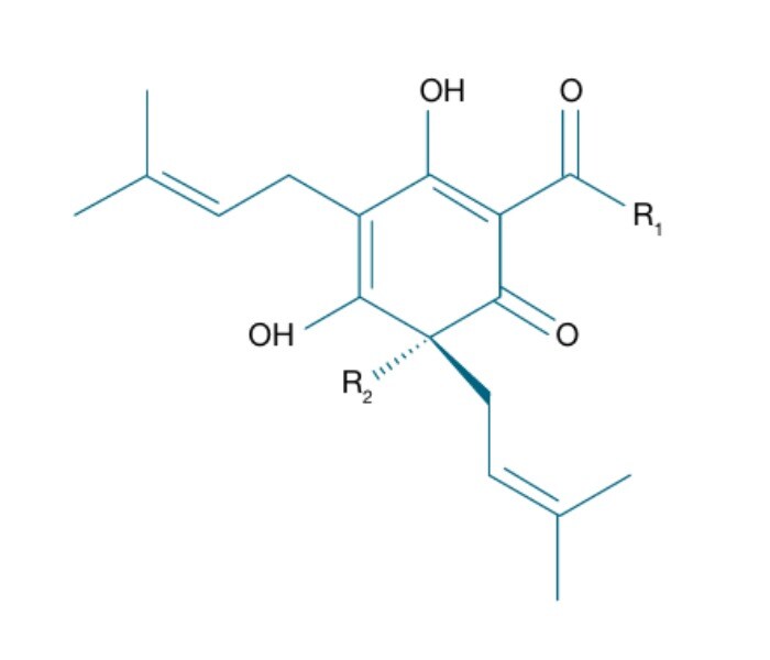 General chemical structure of hop bitter acids.