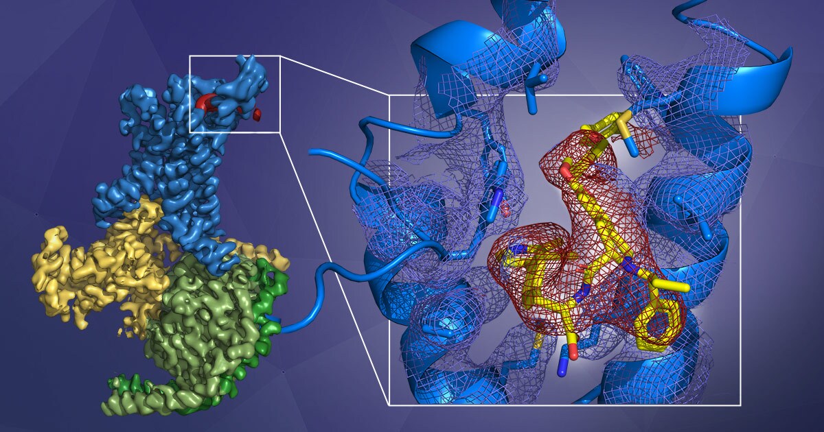 GLP-1 GPCR structure determined with cryo EM research