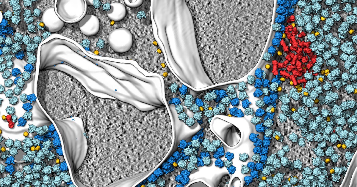 Cryo-electron tomography reveals phase-separated protein degradation microcompartment