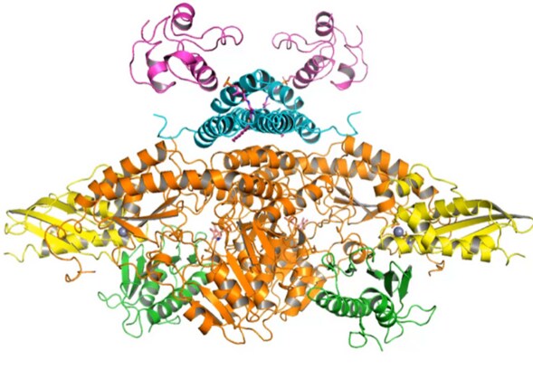 SDAUF protein structure determined with cryo-EM.