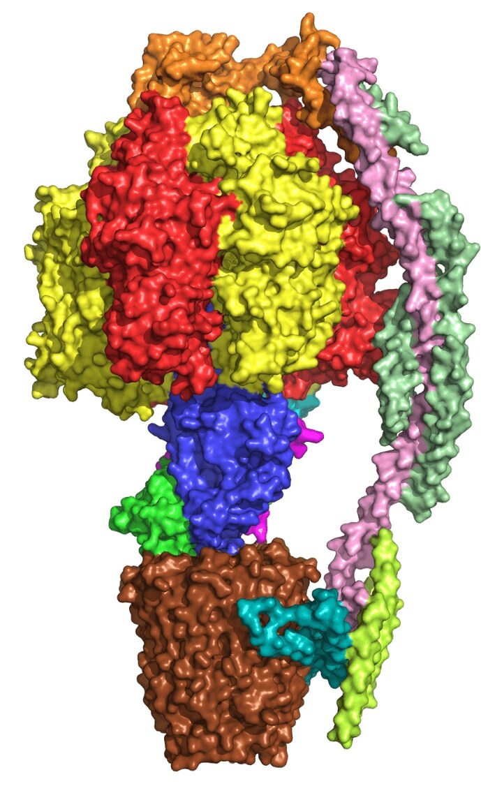 ATP synthase structure critical in disease research ATP synthase structure critical in disease research