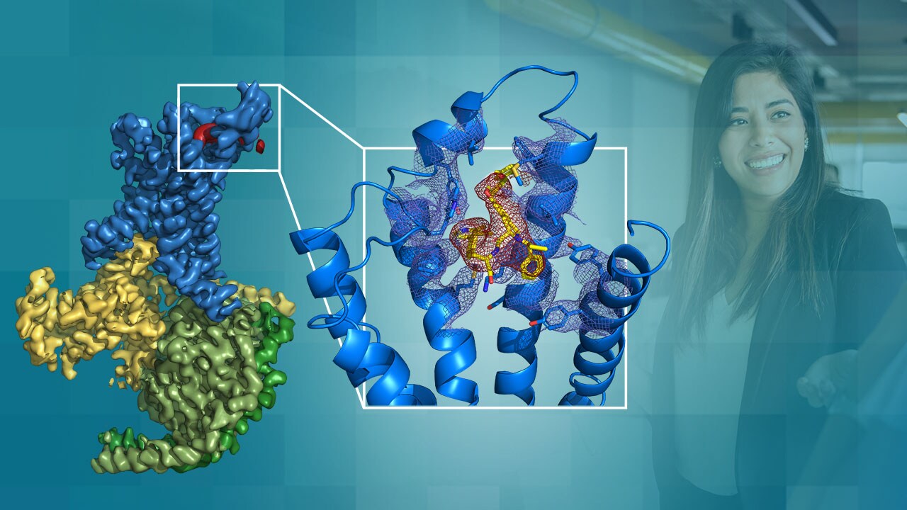 Protein structure determined with cryo EM.